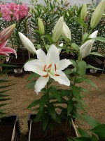 [4322 White Shores GA No101.JPG]